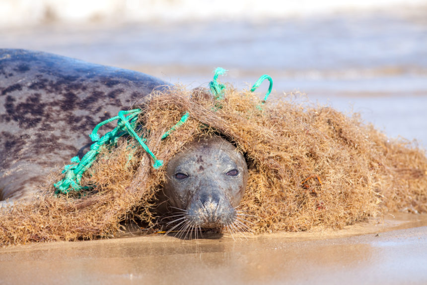 The Dangers of Household Items for Marine Life: Do You Need to Rethink What You Bring on Board Your Boat? The Dangers of Household Items for Marine Life: Do You Need to Rethink What You Bring on Board Your Boat?