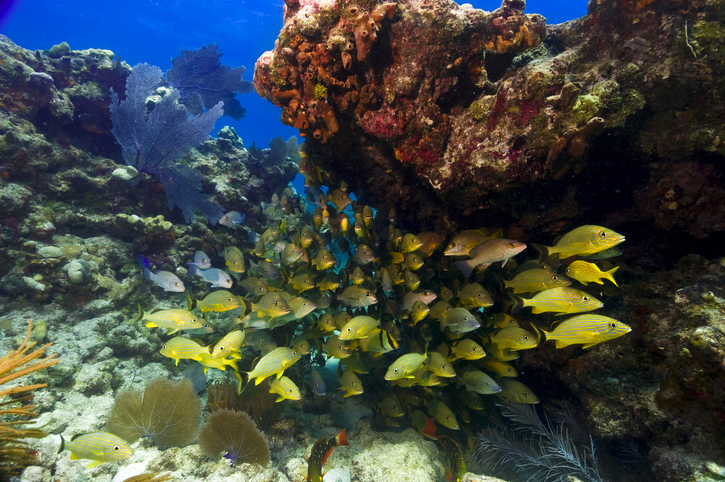 U.S. Moves to Protect Threatened Coral in the Caribbean and Pacific U.S. Moves to Protect Threatened Coral in the Caribbean and Pacific